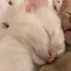 🤩 Эмодзи «Парные Котята» для Telegram