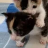 🤩 Эмодзи «Парные Котята» для Telegram