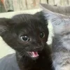 Эмодзи Парные Котята для Telegram — скачать