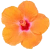 🌻 Эмодзи «Palette» для Telegram