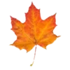 🍁 Эмодзи «Palette» для Telegram