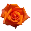 🏵️ Эмодзи «Palette» для Telegram