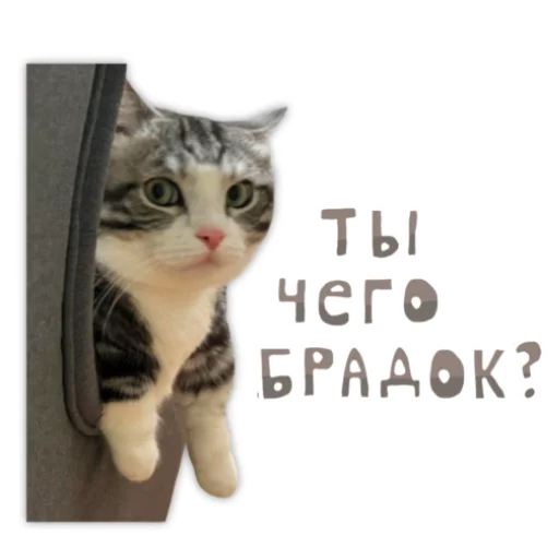🤨 Стикер «Panchan» для Telegram