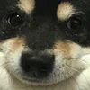 😊 Эмодзи «» для Telegram