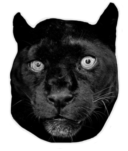 😐 Стикер «Panther» для Telegram