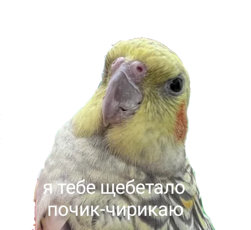 😡 Стикер «Папужки» для Telegram
