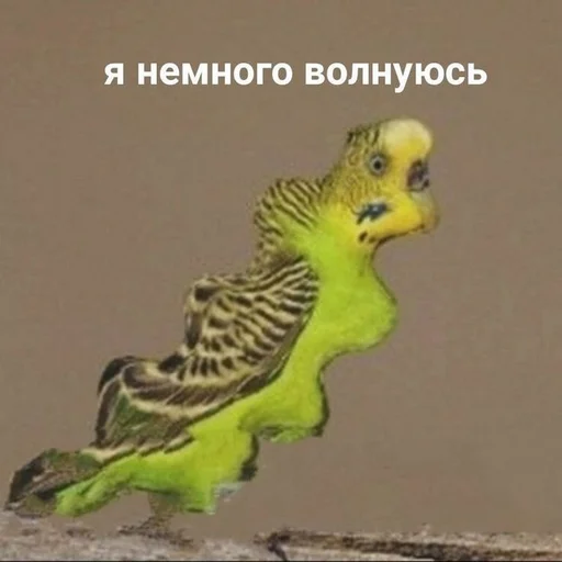 🥴 Стикер «Папужки» для Telegram