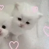 🌟 Эмодзи «🌟🌟парные статусы» для Telegram