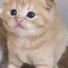 🌟 Эмодзи «🌟🌟парные статусы» для Telegram
