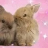 🌟 Эмодзи «🌟🌟парные статусы» для Telegram
