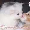 🌟 Эмодзи «🌟🌟парные статусы» для Telegram