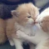 🌟 Эмодзи «🌟🌟парные статусы» для Telegram