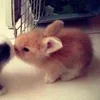 🌟 Эмодзи «🌟🌟парные статусы» для Telegram