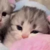 🌟 Эмодзи «🌟🌟парные статусы» для Telegram