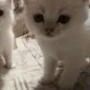 🌟 Эмодзи «🌟🌟парные статусы» для Telegram