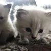 🌟 Эмодзи «🌟🌟парные статусы» для Telegram