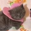 🌟 Эмодзи «🌟🌟парные статусы» для Telegram