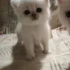 🌟 Эмодзи «🌟🌟парные статусы» для Telegram