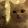 🌟 Эмодзи «🌟🌟парные статусы» для Telegram