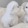 🌟 Эмодзи «🌟🌟парные статусы» для Telegram