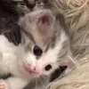 🌟 Эмодзи «🌟🌟парные статусы» для Telegram