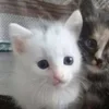 🌟 Эмодзи «🌟🌟парные статусы» для Telegram