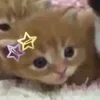 🌟 Эмодзи «🌟🌟парные статусы» для Telegram