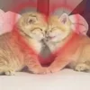 🌟 Эмодзи «🌟🌟парные статусы» для Telegram