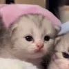 🌟 Эмодзи «🌟🌟парные статусы» для Telegram
