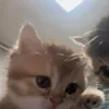 🌟 Эмодзи «🌟🌟парные статусы» для Telegram