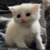 🌟 Эмодзи «🌟🌟парные статусы» для Telegram