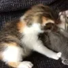 🌟 Эмодзи «🌟🌟парные статусы» для Telegram