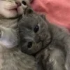 🌟 Эмодзи «🌟🌟парные статусы» для Telegram