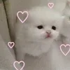 🌟 Эмодзи «🌟🌟парные статусы» для Telegram