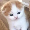 🌟 Эмодзи «🌟🌟парные статусы» для Telegram