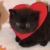 🌟 Эмодзи «🌟🌟парные статусы» для Telegram