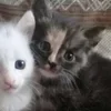 🌟 Эмодзи «🌟🌟парные статусы» для Telegram