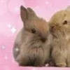 🌟 Эмодзи «🌟🌟парные статусы» для Telegram