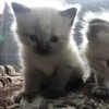 🌟 Эмодзи «🌟🌟парные статусы» для Telegram