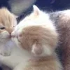 🌟 Эмодзи «🌟🌟парные статусы» для Telegram
