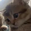 🌟 Эмодзи «🌟🌟парные статусы» для Telegram