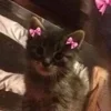 🌟 Эмодзи «🌟🌟парные статусы» для Telegram