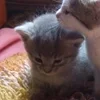🌟 Эмодзи «🌟🌟парные статусы» для Telegram