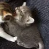 🌟 Эмодзи «🌟🌟парные статусы» для Telegram