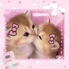 🌟 Эмодзи «🌟🌟парные статусы» для Telegram