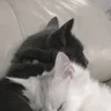 🌟 Эмодзи «𝗺𝗮𝘁𝗰𝗵𝗶𝗻𝗴 𝗶𝗰𝗼𝗻𝘀» для Telegram