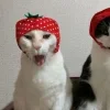 🤩 Эмодзи «Парные Разные Фд» для Telegram