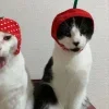 🤩 Эмодзи «Парные Разные Фд» для Telegram