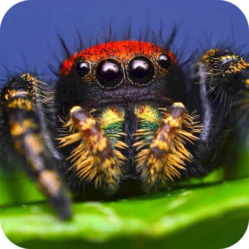 🕷 Стикер «Паучки-Попрыгунчики» для Telegram