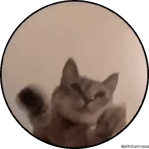 🥰 Стикер «PEDRO PEDRO pets» для Telegram